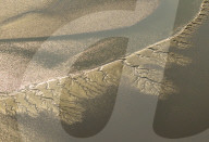 Tidal Tree Landscape