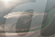 Tidal Tree Landscape