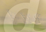 Tidal Tree Landscape