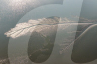 Tidal Tree Landscape