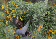 Families From The Southernmost Part Of Mexico City Cut And Sell Marigold Flowers For The Day Of The Dead In Mexico