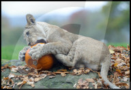 Halloween at Whipsnade Zoo