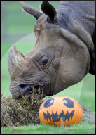 Halloween at Whipsnade Zoo