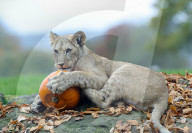 Halloween at Whipsnade Zoo