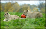 Halloween at Whipsnade Zoo