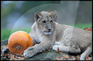 Halloween at Whipsnade Zoo