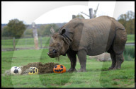 Halloween at Whipsnade Zoo