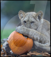 Halloween at Whipsnade Zoo