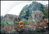 Halloween at Whipsnade Zoo