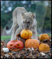 Halloween at Whipsnade Zoo