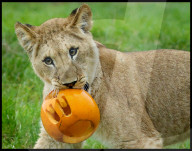 Halloween at Whipsnade Zoo