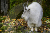 Mountain Goat Fall Forage
