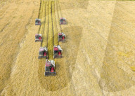 Rice Harvest in Suqian
