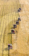 Rice Harvest in Suqian