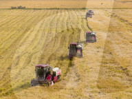 Rice Harvest in Suqian
