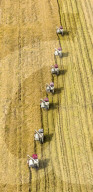 Rice Harvest in Suqian