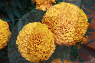 Marigold Flowers In Mexico City