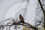 American Bald Eagles In Indiana
