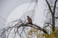 American Bald Eagles In Indiana