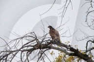 American Bald Eagles In Indiana