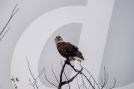American Bald Eagles In Indiana