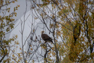 American Bald Eagles In Indiana