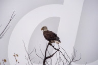American Bald Eagles In Indiana
