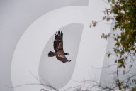 American Bald Eagles In Indiana