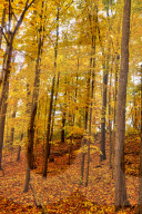 Autumn Leaves In Canada