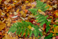 Autumn Leaves In Canada