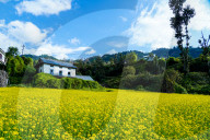 Blossoming Mustard Fields Of Bhardeu Village, Lalitpur, Nepal
