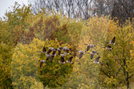 Wildlife At The Oxbow Nature Conservancy 