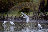 Wildlife At The Oxbow Nature Conservancy 