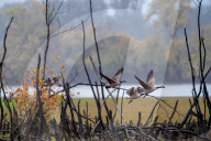 Wildlife At The Oxbow Nature Conservancy 