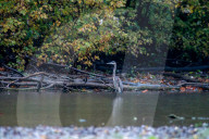 Wildlife At The Oxbow Nature Conservancy 