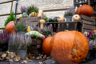 Golden Autumn In Poland