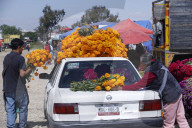 Cempasuchil Sales In Local Markets For Dia De Muertos