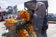 Cempasuchil Sales In Local Markets For Dia De Muertos