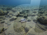 Underwater Plastic Bag Litter