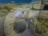 Underwater Plastic Bag Litter