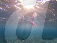 Underwater Plastic Bag Litter