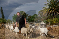 When it comes to fire hazard reduction, could this method actually be the GOAT?