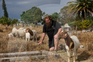 When it comes to fire hazard reduction, could this method actually be the GOAT?