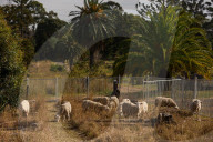 When it comes to fire hazard reduction, could this method actually be the GOAT?