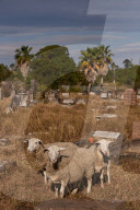 When it comes to fire hazard reduction, could this method actually be the GOAT?