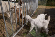 When it comes to fire hazard reduction, could this method actually be the GOAT?