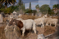 When it comes to fire hazard reduction, could this method actually be the GOAT?