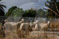 When it comes to fire hazard reduction, could this method actually be the GOAT?