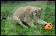 Regal beasts from Africa made to pose with Halloween decor at Whipsnade Zoo