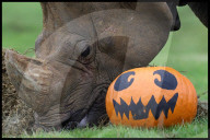Regal beasts from Africa made to pose with Halloween decor at Whipsnade Zoo